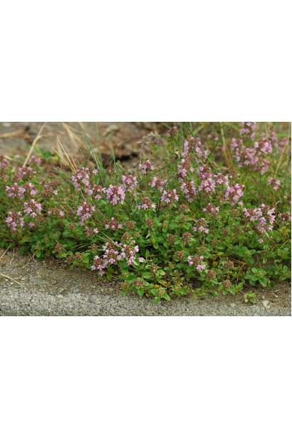  Чебрець перцевий